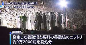 禁輸台！日香川禽流感疫情嚴重撲殺9.2萬隻雞