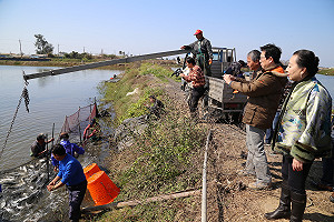 嘉義縣 4萬尾虱目魚凍傷死亡 張花冠籲防寒害