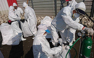 接著再爆！屏東鹽埔鄉現第2起禽流感案例