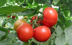 番茄凍壞了！連冷7天全台農損破3千萬