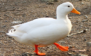 雲林鴨場爆感染禽流感  已撲殺近4千肉鴨