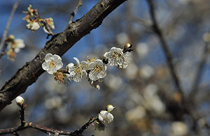 天冷梅更美！高雄六龜400公頃梅花盛開