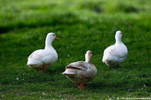 禽流感鴨也有事！明起販售鴨隻未檢驗將開罰