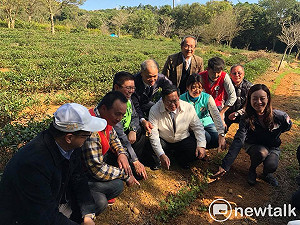 龍潭有她有好茶!戀戀魯冰花3月盛開