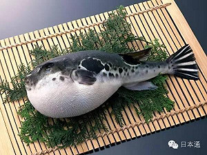 致命河豚流入市面 擴音放送先別吃