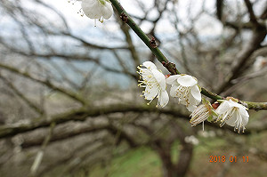 把握賞梅期！南投梅花盛開賞花要趁早