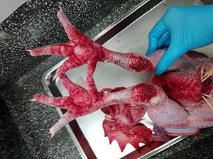 北市防疫不鬆懈！H5N2禽流感案例全銷毀