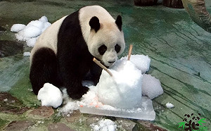 FUN春節》天氣越冷越開心！最愛納涼的動物在這裡