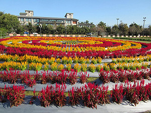 一年只開放一次！1/27高雄農改場賞花去