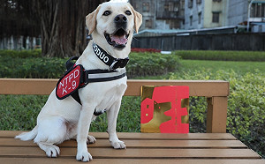 真的旺！「旺」春聯兩天送光光新北市要加印