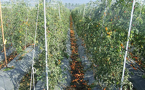 小果番茄採收遇寒害霪雨 高市協助申請補助