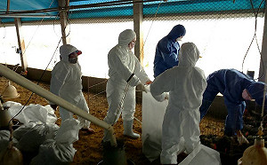 又爆禽流感！彰化、嘉義撲殺近2萬雞隻