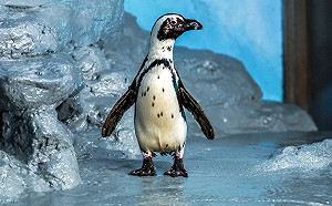 今天是企鵝關注日！瀕危黑腳企鵝需要你關心
