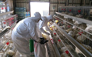 屏東再爆禽流感！1萬蛋雞中標 立刻撲殺消毒