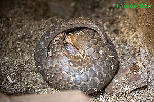 夜行動物Q萌樣！穿山甲母女檔畫面好有愛