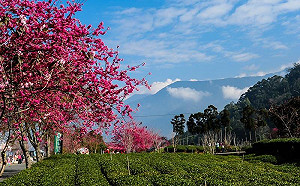 信義櫻花季27日登場！4千多顆櫻花樹等你拜訪