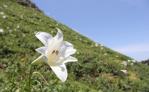 社區力大爆發！新北復育台灣百合達千株 成打卡新景點