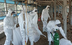 鴨場再驗出高病原禽流感！防檢局：已通報世界動物衛生組織