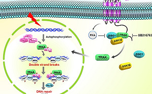 精神疾病的曙光  中研院有望找回神經細胞DNA修復機制