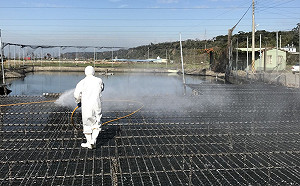 春節防疫無假期  今年已撲殺25萬隻家禽