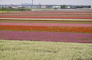 Fun春節》神級美景！全台走春絕美花海懶人包