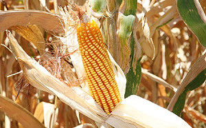 鼓勵種植硬質玉米 農糧署今年調高契作獎勵金