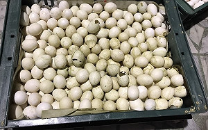 又是萇記泰安! 發霉蛋液流入市面大廠中鏢