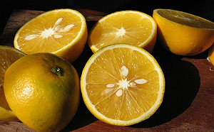 一人一顆柳丁救農民！南投柳丁滯銷200公噸