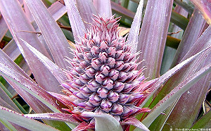 花蓮農作也苦哈哈！鳳梨花農損嚴重  可申請救助金