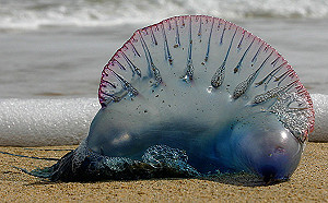 屍體也有毒！台東海岸暴增世界第3毒僧帽水母