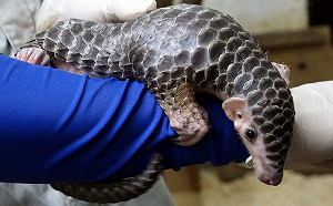 找不到穿山甲？動物園出動監視器幫你看清楚
