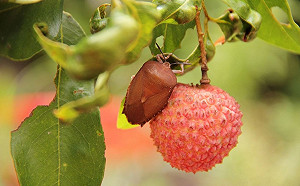 天敵來了！中市放百萬隻平腹小蜂防荔枝椿象