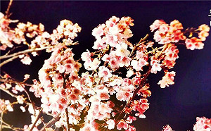 粉紅花瓣紛飛中！內湖周末夜櫻小旅行GO