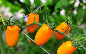冠軍小番茄在美濃！高雄水果小旅行正夯