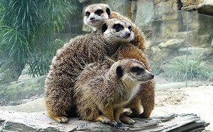 萌到很療癒！好孕氣的狐獴一家族