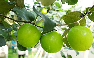 全國蜜棗王得主出爐！高市勇奪三冠王