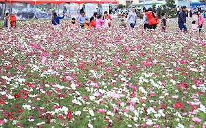 台中龍井花田滿開！花海控快把握時機