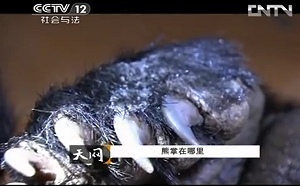 走私保育動物販子GG了！中俄邊界偷渡走私熊掌被捕