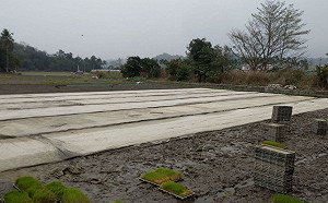 農作物也怕冷！農民啟動防寒措施防寒害農損