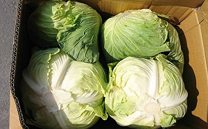 台灣蔬菜外銷訂單再創新高！日本也搶著要