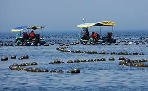 扇貝又跑路 獐子島虧24億再成A股話題