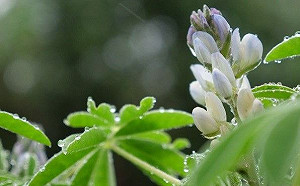 初春小旅行！欣賞魯冰花最動人