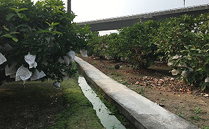 農損記得先拍照！屏縣：達20%以上可申請救助