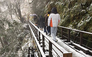 上山賞雪要快！太平山售票到下午2點、4點清場封園