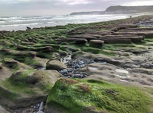 美景別踩！氣候變化  老梅綠石槽提早轉綠