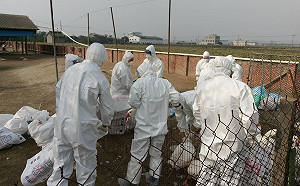 雲嘉禽流感肆虐 土雞＋鵝今撲殺2萬餘隻