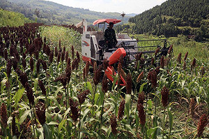 中美貿易戰？陸對美進口高粱啟動反傾銷補貼調查