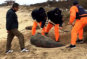 第3起海豚疑觸網死亡 第8隻海龜受傷擱淺