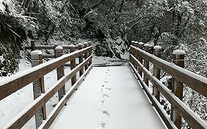 快訊》拉拉山降雪！林務局：裝戴雪鍊才能進山