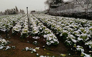 拉拉山冰凍高麗菜！寒流來襲農友快哭了